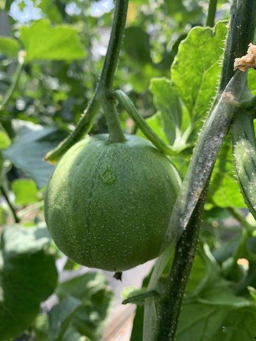 娱乐吃瓜视频背景怎么做,揭秘明星幕后故事